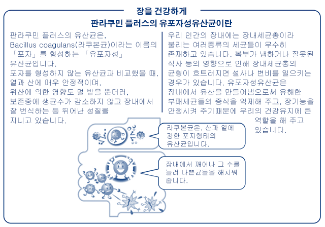 장을 건강하게 판라쿠민 플러스의 유포자성유산균이란