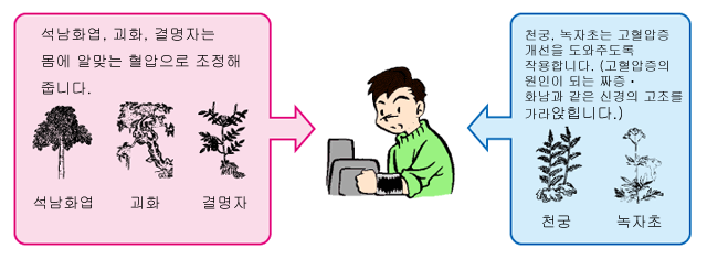 석남화엽, 괴화, 결명자는 몸에 알맞는 혈압으로 조정해 줍니다. 천궁, 녹자초는 고혈압증 개선을 도와주도록 작용합니다. (고혈압증의 원인이 되는 짜증ㆍ화남과 같은 신경의 고조를 가라앉힙니다.)