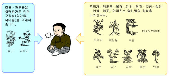 갈근ㆍ과루근은 혈당증가로 인한 구갈증(입마름, 목마름)을 억제해 줍니다. 오미자ㆍ맥문동ㆍ복령ㆍ감초ㆍ당귀ㆍ지황ㆍ황련ㆍ인삼ㆍ에조노연리초는 당뇨병의 회복을 도와줍니다.