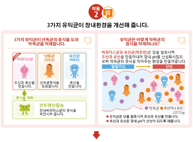 3가지 유익균이 장내환경을 개선해 줍니다.